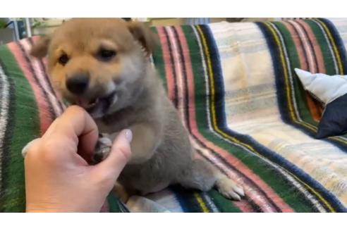 成約済の石川県の豆柴-119192の3枚目